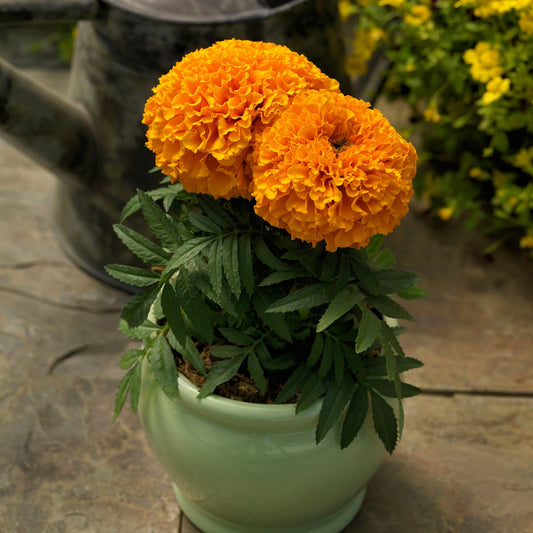 Marigold Seeds Proud Mari Orange 25 Flower Seeds Bedding Plant
