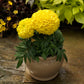 Marigold Seeds Proud Mari Yellow 25 Flower Seeds Bedding Plant