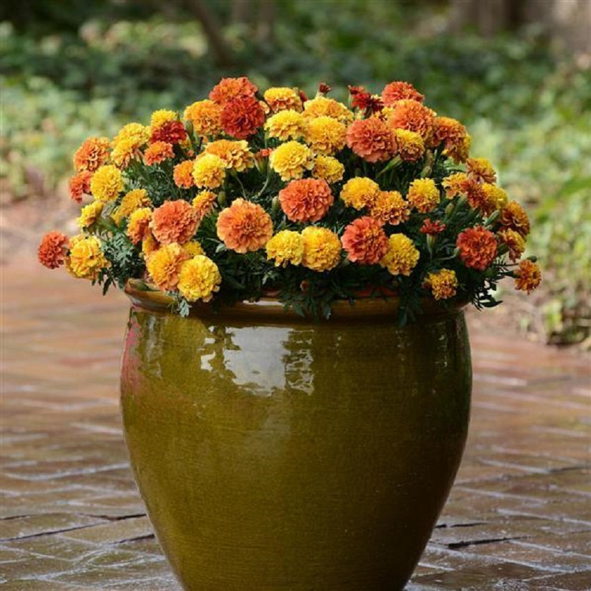 tangerine french marigold seeds Bulk Marigold Seed for Sale | Strawberry Marigold Seeds
