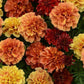 Marigold Seeds Marigold Strawberry Blonde 25 thru 1,000 flower seeds