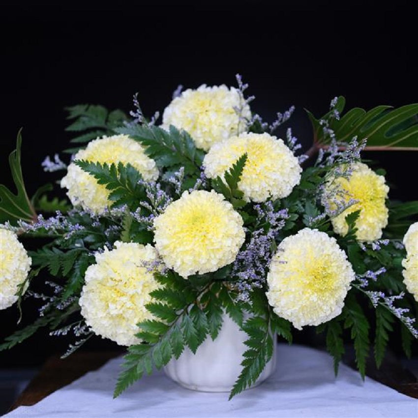 white marigold seeds for sale Marigold Seeds 25 African Marigold White Swan Flower Seeds – trailingpetunia.com