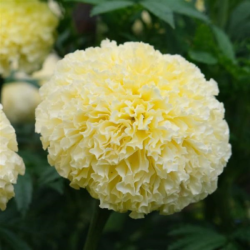 white swan marigold seeds Marigold Seeds 25 African Marigold White Swan Flower Seeds
