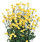 Matricaria Seeds 50 Pelleted Seeds Matricaria Victory Double Yellow Tanacetum