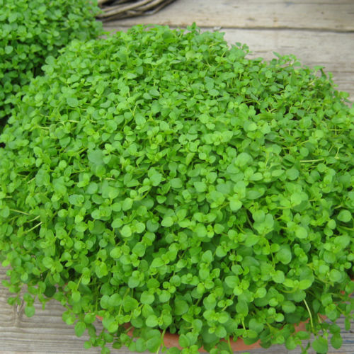 Mint Seeds Mentha Corsican Mini Mint 1,000 Multi Pelleted Herb Seeds Perennial