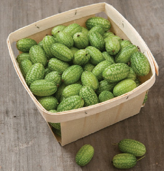 Cucumber Seeds Mexican Sour Gherkin 25 Mouse Melon Seeds