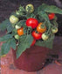 Micro Tom Tomato Seeds 50 Dwarf Tomato Seeds