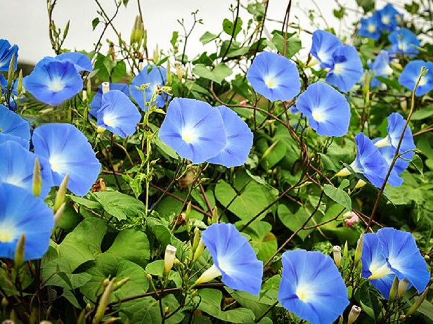 heavenly blue morning glory seeds Morning Glory Seeds Clarks Heavenly Blue 50 Ipomoea Seeds –  trailingpetunia.com