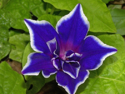 Blue Picotee Morning Glory Seeds 25 Ipomoea Seeds Trailing Petuia