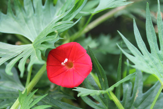 Morning Glory Seeds 50 Cardinal Ipomoea Seeds
