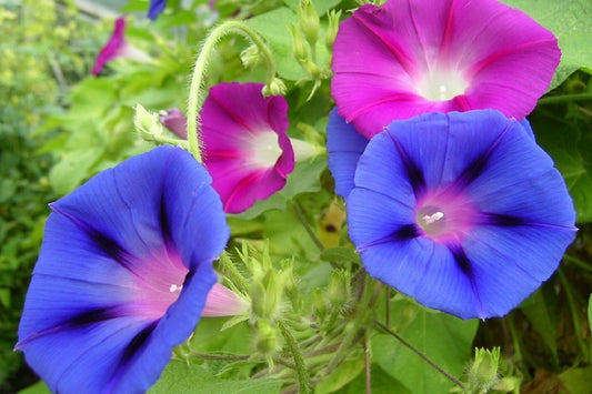 50 Morning Glory Seeds Mix Colors Ipomoea Seeds