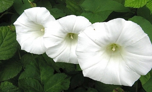 Morning Glory Seeds Moonflower 50 Ipomoea Seeds