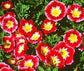 Morning Glory Seeds Ensign Red 50 Flower Seeds