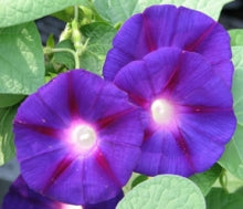 Morning Glory Seeds Star Of Yelta 50 Ipomoea Seeds