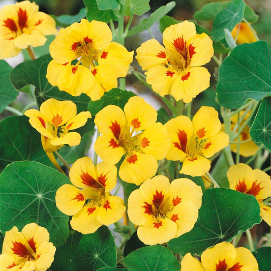 Nasturtium Seeds 50 Seeds Nasturtium Melba Peach