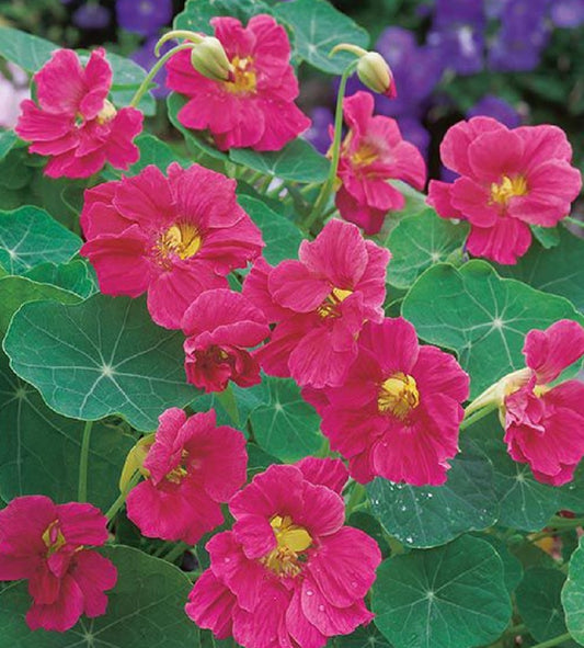 Nasturtium Seeds 25 Nasturtium Whirlybird Cherry Rose Seeds