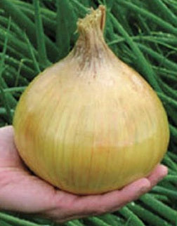 100 Ailsa Craig Exhibition Onion Seeds 110 days Giant Onion