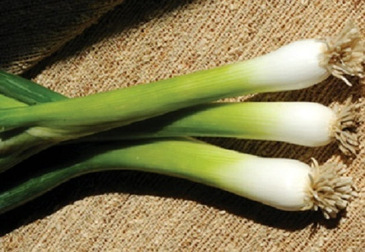 500 Bunching Onion Seeds Guardsman Onion Seeds Green Onions