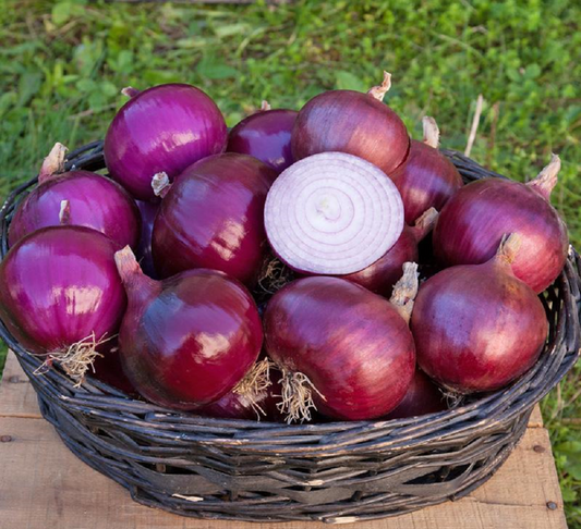 Onion Seeds F1 Cabernet Onion 200 Seeds Red Onion