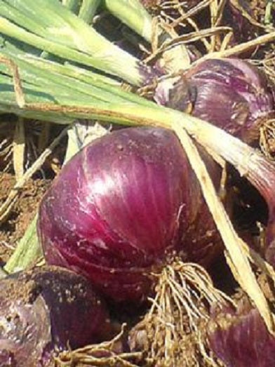 Onion Seeds Red Burgundy Heirloom Onion 100 Seeds