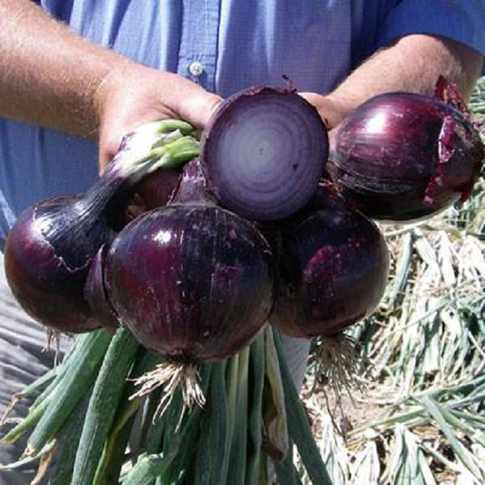 Onion Seeds 200 Red Defender Onion Seeds F1 Variety