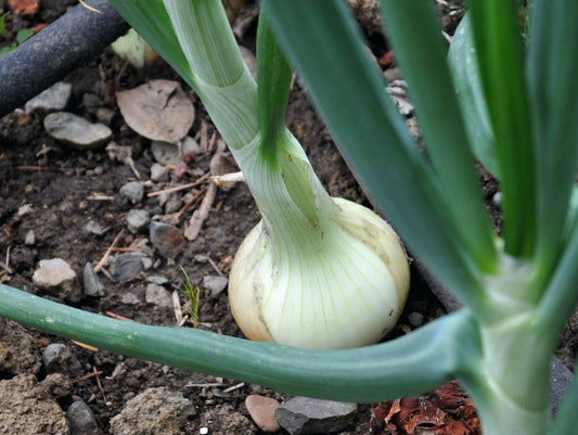 Onion Seeds Walla Walla Sweet Onion 50 thru 2,000 seeds