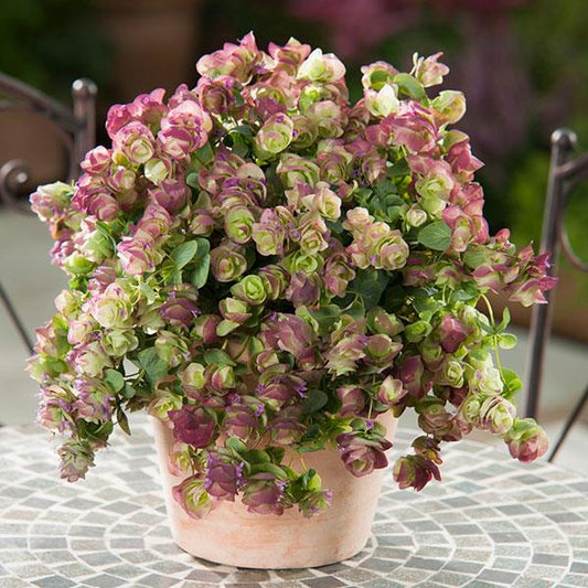 Trailing Oregano 1,000 Bulk Seeds Ornamental Kirigami Oregano