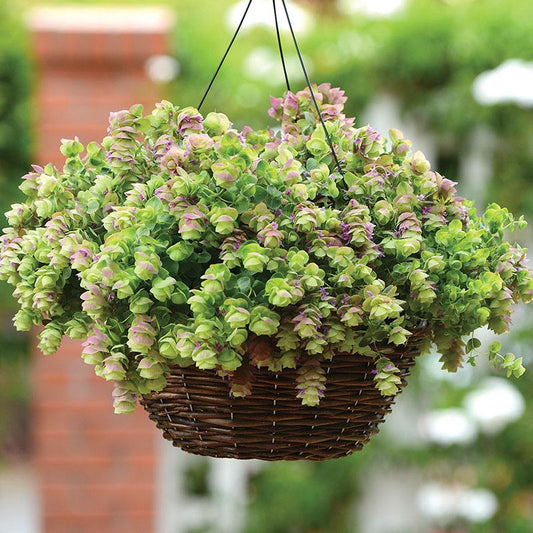 Trailing Oregano 500 Bulk Seeds Ornamental Kirigami Oregano
