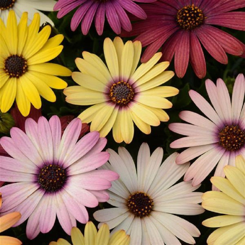 African Daisy Seeds | 25 Osteospermum Seeds | Grand Canyon Mix
