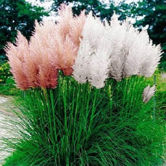 Pampas Grass Mix Ornamental Grass Seed 250 thru 5,000 Seeds Cortaderia Selloana