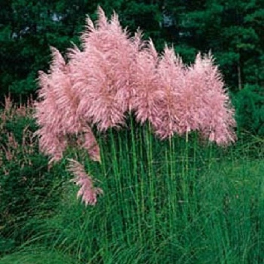 Pampas Grass Pink Ornamental Grass Seed 250 thru 5,000 Seeds Cortaderia Selloana