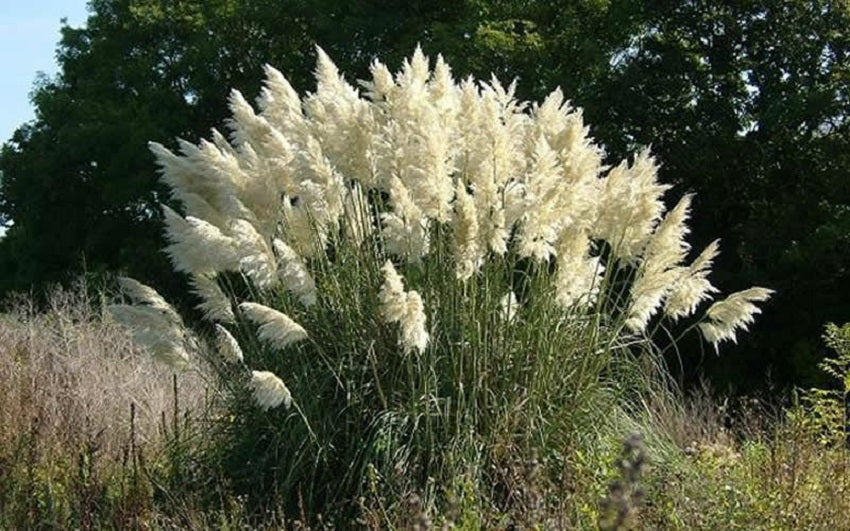 Pampas Grass Seeds White Ornamental Grass Seed 250 thru 5,000 Seeds Cortaderia Seeds