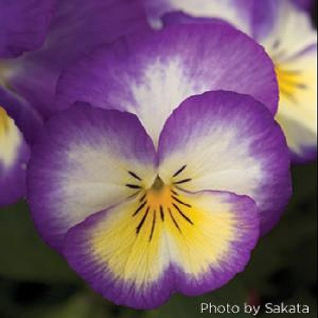 500 Pansy Seeds Ultima Radiance Deep Blue Flower Seeds