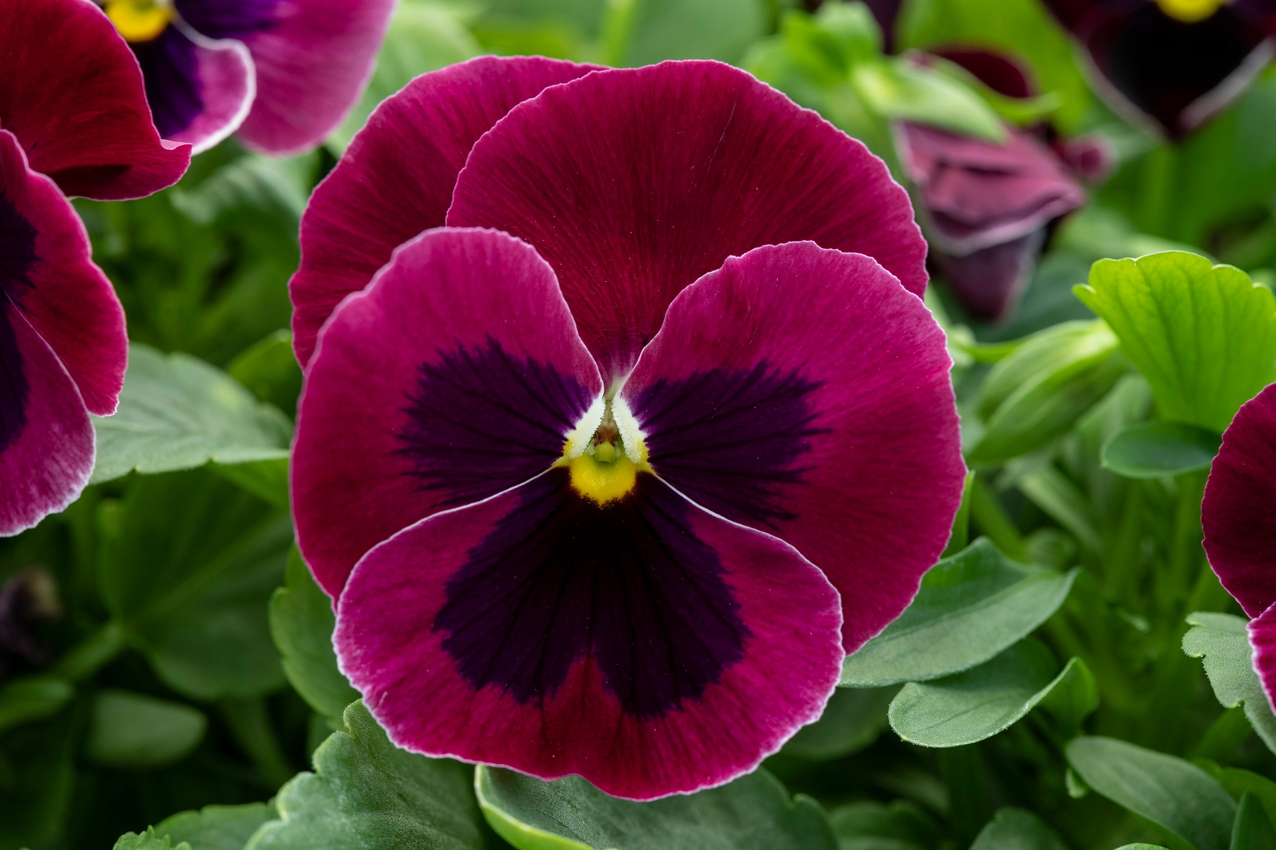 Pansy Seeds | Pansy Spring Grandio Rose Blotch | Trailing Petunia ...