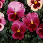 Pansy Seeds Acq Strawberry Rose 50 Flower Seeds
