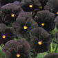 Pansy Character Black 25 Seeds Black Pansy Seeds