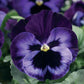 50 Pansy Seeds Character Violet Flower Seeds