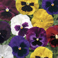 Pansy Seeds Colossus Mix 50 Seeds Flower Seeds