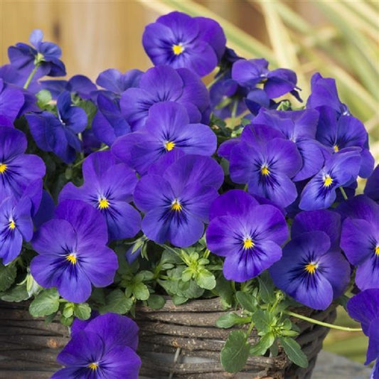 Pansy Seeds Cool Wave® Blue Seeds 15 Seeds Trailing Pansy Seeds