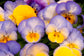 Cool Wave® Pansy Blueberry Swirl 15 thru 100 Pansy Seeds Trailing Pansies