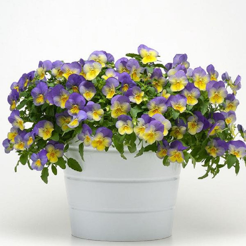 Pansies | Cool Wave® Pansy Blueberry Swirl | Pansy Seeds | Trailing Petunia