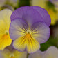 Pansy Seeds Cool Wave® Blueberry Swirl Seeds 15 Seeds Trailing Pansy Seeds