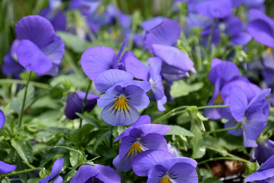 Cool Wave® Pansy Blue Skies 15 thru 100 Pansy Seeds Trailing Pansies