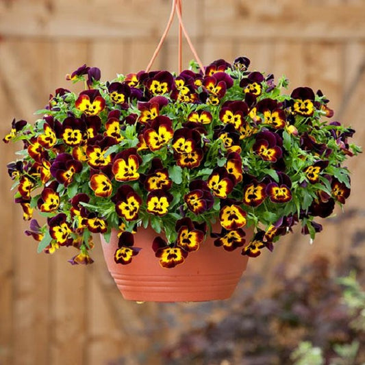 Cool Wave®Fire 15 thru 100 Pansy Seeds Trailing Pansy