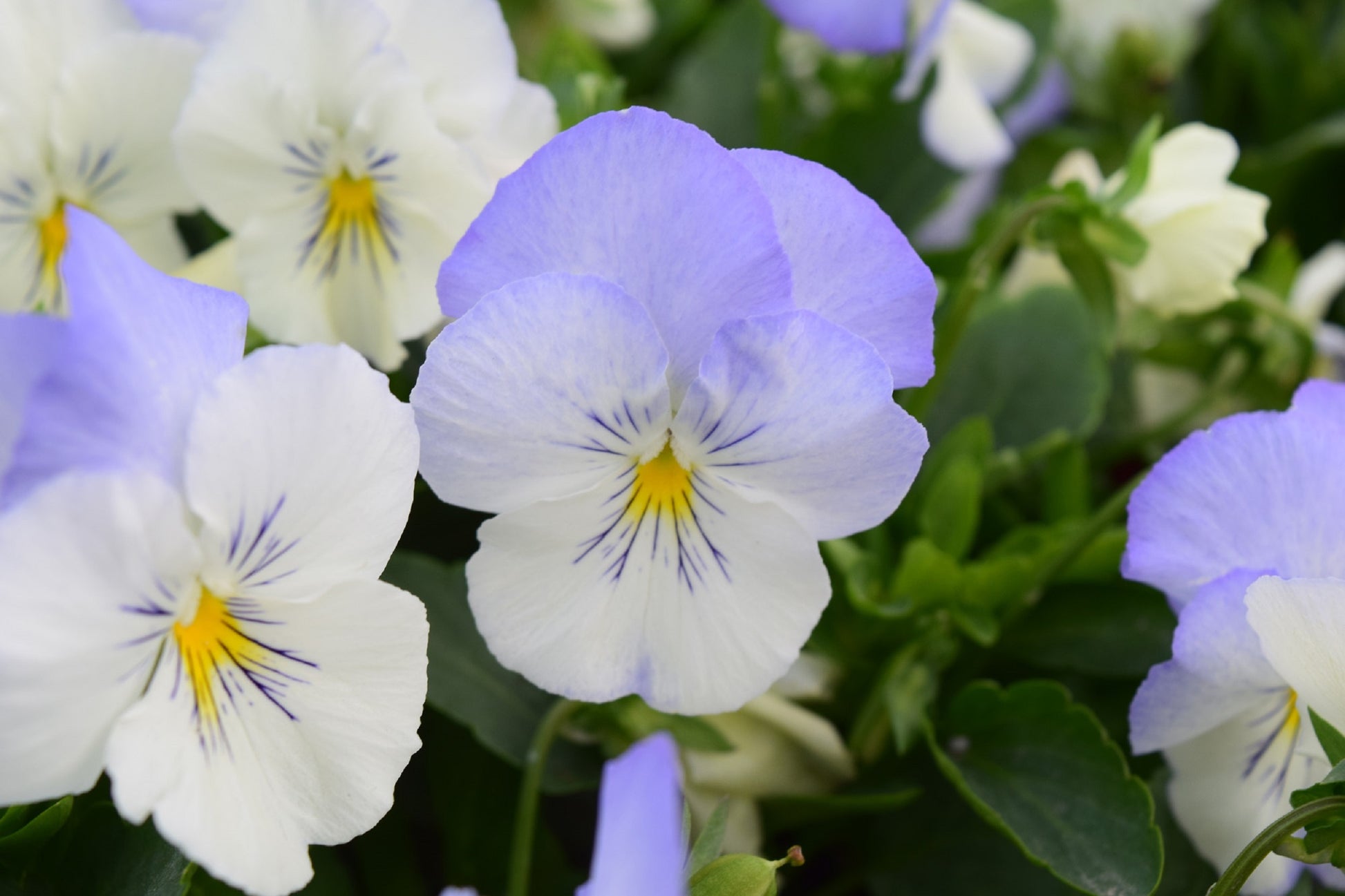 Cool Wave® Frost | Pansy Seeds | Trailing Pansy