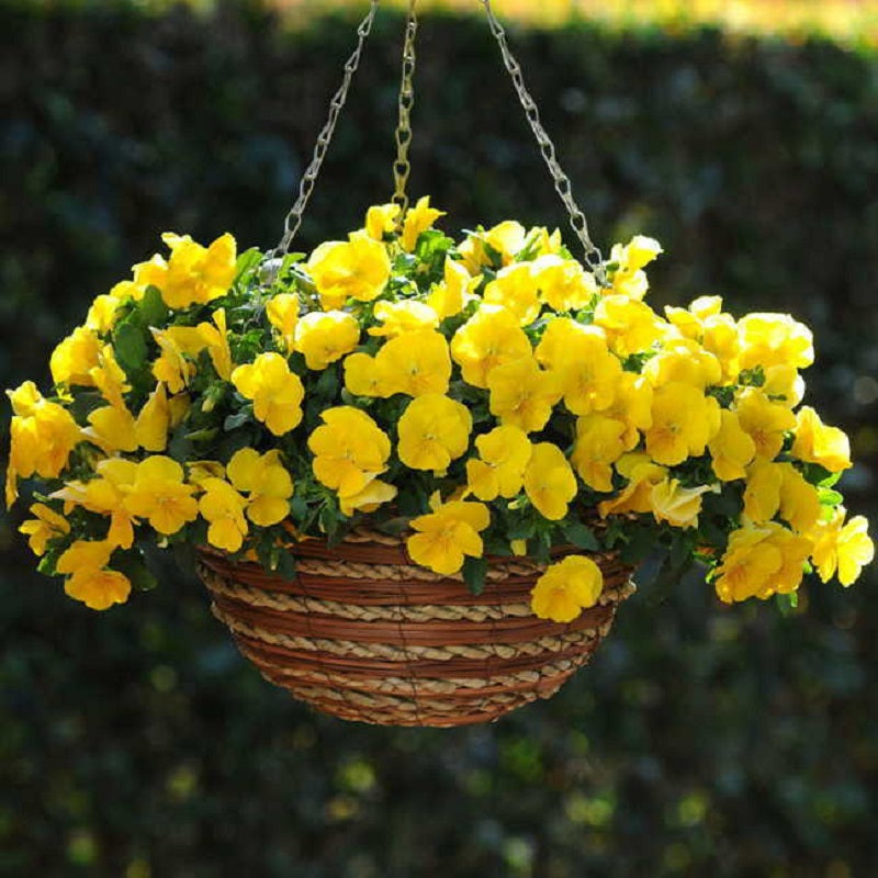 Cool Wave Pansy C.W Mix Seeds - 20 Seeds For Trailing Blooms In Hanging Baskets