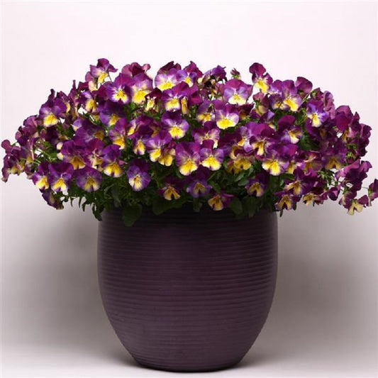 Pansy Seeds Cool Wave® Raspberry Swirl 15 thru 100 Pansy Seeds Trailing Pansies