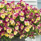 Pansy Seeds Cool Wave® Strawberry Swirl 15 thru 100 Pansy Seeds Trailing Pansies
