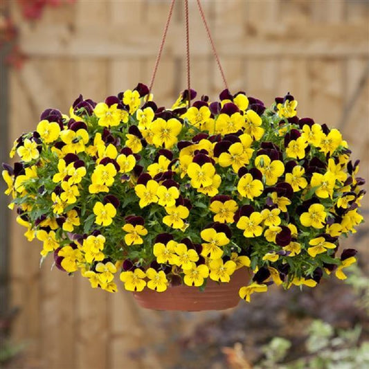 Pansy Seeds Cool Wave® Sunshine Wine 15 thru 100 Pansy Seeds Trailing Pansies
