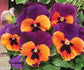 50 Pansy Seeds Faces Purple Orange Pansies Seeds