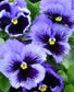 Pansy Seeds Frizzle Sizzle Blue 50 Flower Seeds